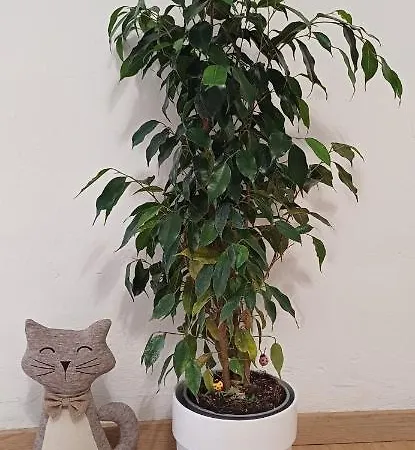 Annina Apartamento Turim